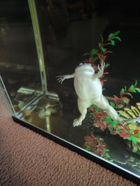 Image 3 of Pair of African Clawed Frogs