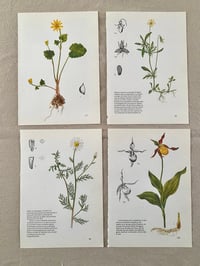 Image 6 of Illustrations botaniques (x4)
