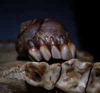Image 19 of Dental Snull sculpture- dark walnut color, OOAK