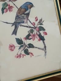 Image 6 of Paire d’illustrations d’oiseaux