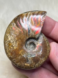 Image 1 of Large Opalized Ammonite Shell Fossil #2415