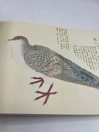 Image 5 of Birds of Edo