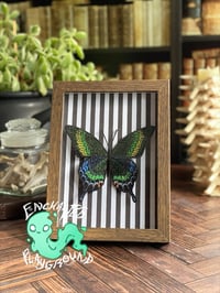 Image 1 of Faux Entomology Mounts - Alpine Black Swallowtail