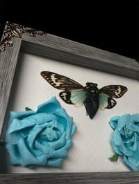 Image 2 of Blue Cicada