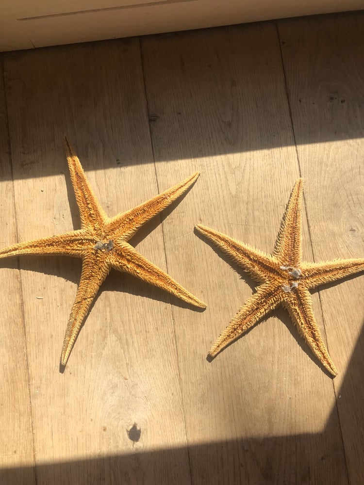 Image of Véritable étoile de mer