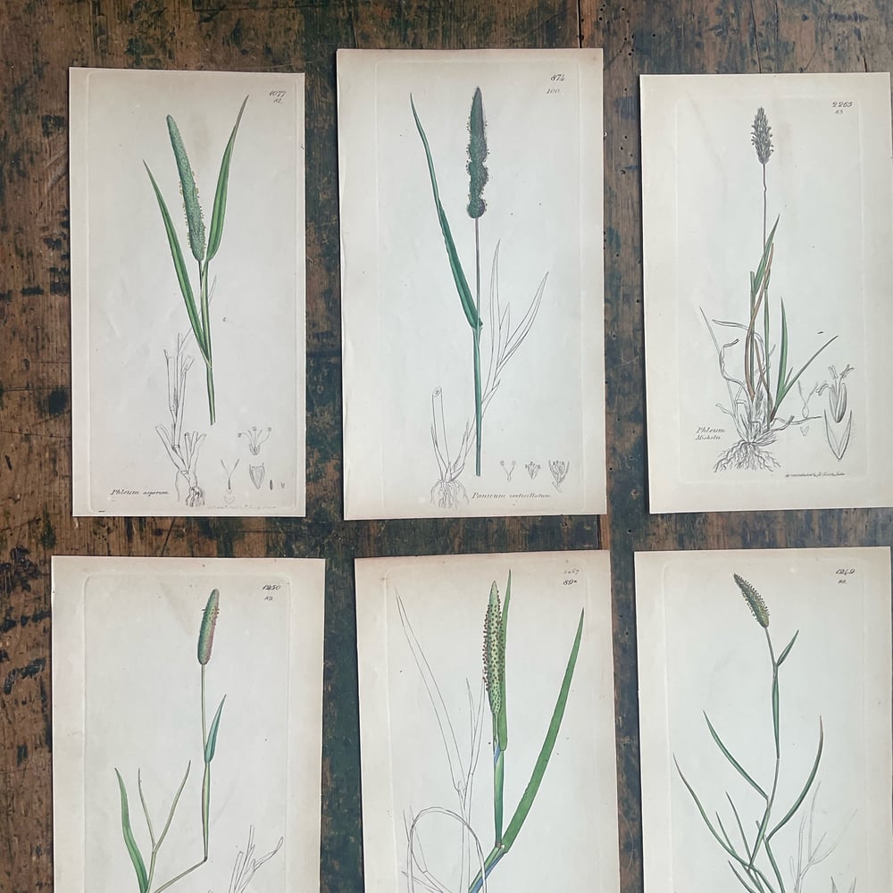 Image of Botanical Pictures group no.3