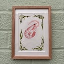 Image 1 of £50 originals - Shrimp watercolour