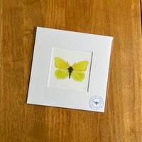 Brimstone Butterfly Giclee Print