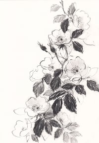 Dog roses 3