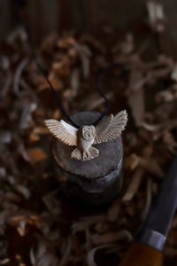 Image 1 of Barn owl 