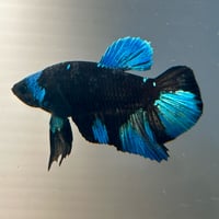 Image of Solid Black Male Halfmoon Betta (Plakat)