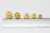 Image 2 of 60 Strawflower Heads - Various Sizes - Golden 