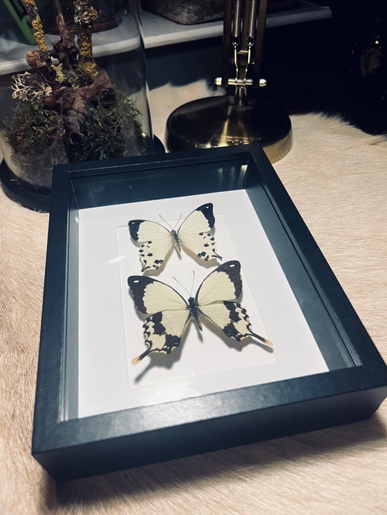Image of White Papilio Pair 