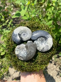 Goniatite Ammonite