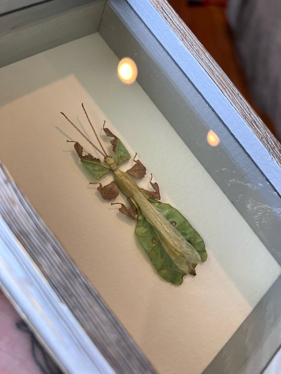 Image of Javanese Leaf Bug