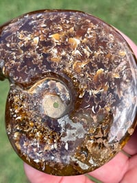 Image 12 of Ammonite Fossil | Madagascar #3051
