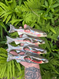 Rainbow Trout - Mother of Pearl