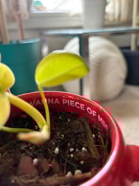 Image 5 of Neon Philodendron in Red M&M mug