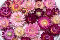 Image 2 of 60 Strawflower Heads - Pink