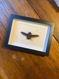 Image 1 of Brown striped beetle