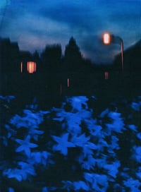Image 2 of BLUE NIGHT, FLOWERS II 