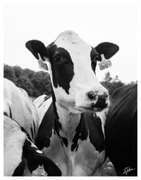 PRINT: COW IN CLAREMONT