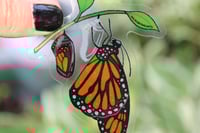 Image 4 of Emerging Monarch Clear 3” Sticker