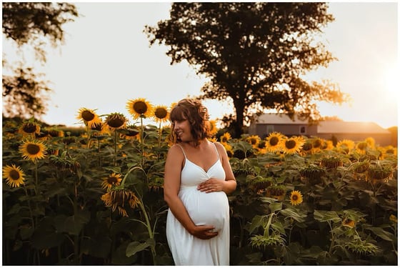 Image of sunflower / zinnia field minis !