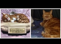 Image 6 of Custom Engraved Sleeping Cat Kitty On Pillow Urn Pet Memorial Portrait Angel Wings