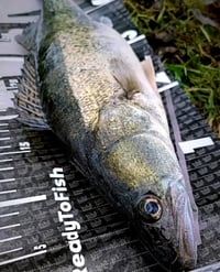 Image 4 of MP Brown Flash Minnow