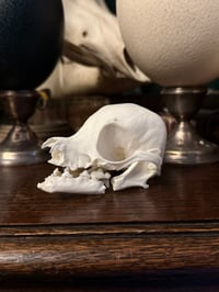 Image 1 of Pathological Dog Skull 2