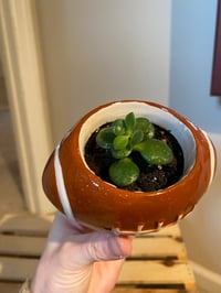 Image 2 of Jade Plant in Football 