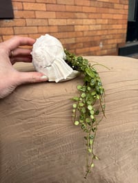 Image 4 of String of Turtles in Seashell