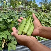Image 5 of Okra Clemson Spineless