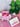 Strawberry Fantasy Yoni Bar