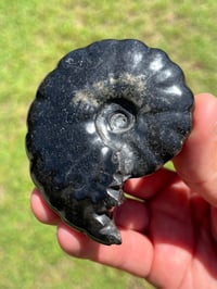 Image 1 of Black Ammonite Fossil With Pyrite | Madagascar #2634