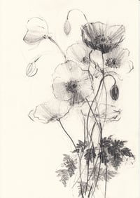 Welsh poppies no. 5