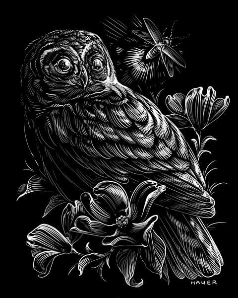 Image of Barred owl with dogwood blossoms (PRE-ORDER)