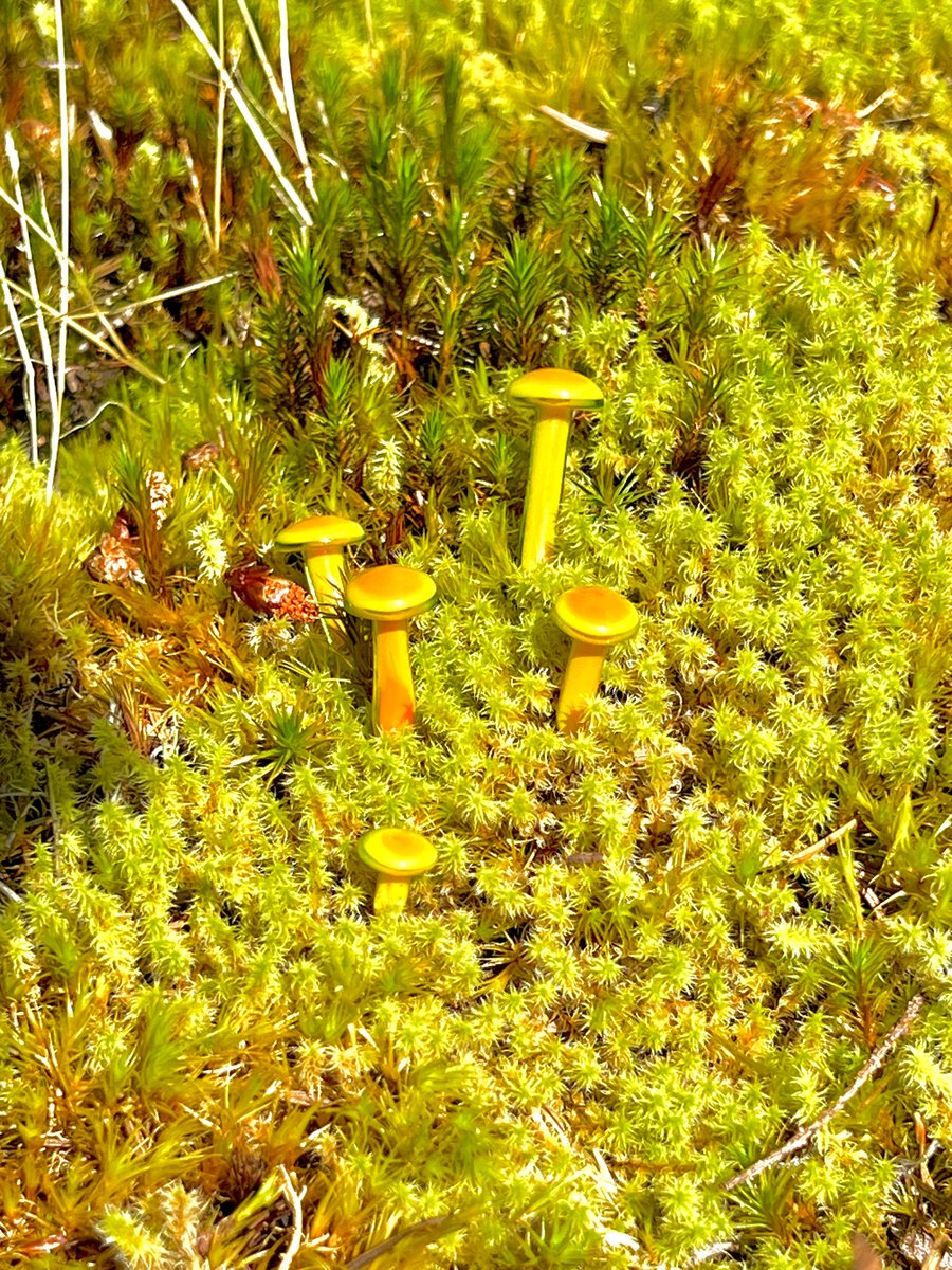 Image of 4 Orange Mushroom Plant Spikes