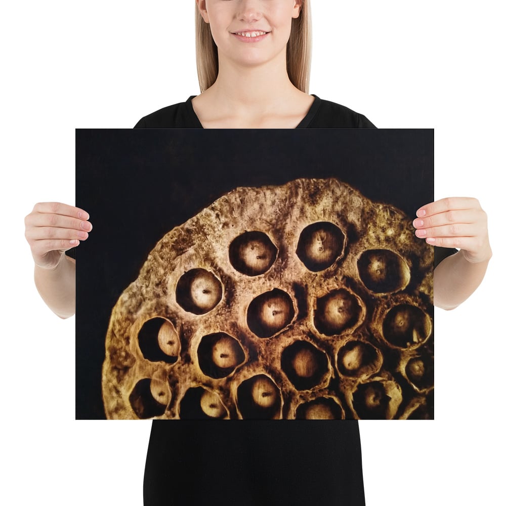 Photo Print: Lotus Seed Pod