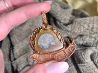 Image 4 of Ammonite Snail