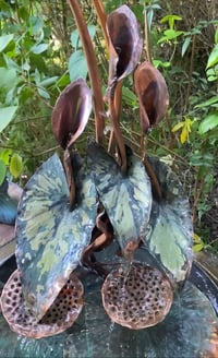 Image 2 of 🌿🍃Arum & Lotus 🌿🍃