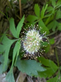 Image 1 of Pacific Waterleaf : Hydrophyllum tenuipes