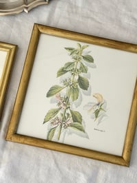 Image 3 of Duo de cadres botaniques