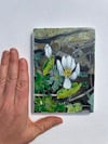 Bloodroot 