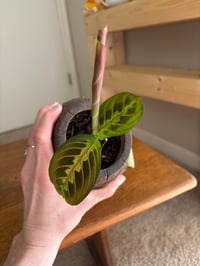 Image 3 of Prayer Plant in Pirate Barrel