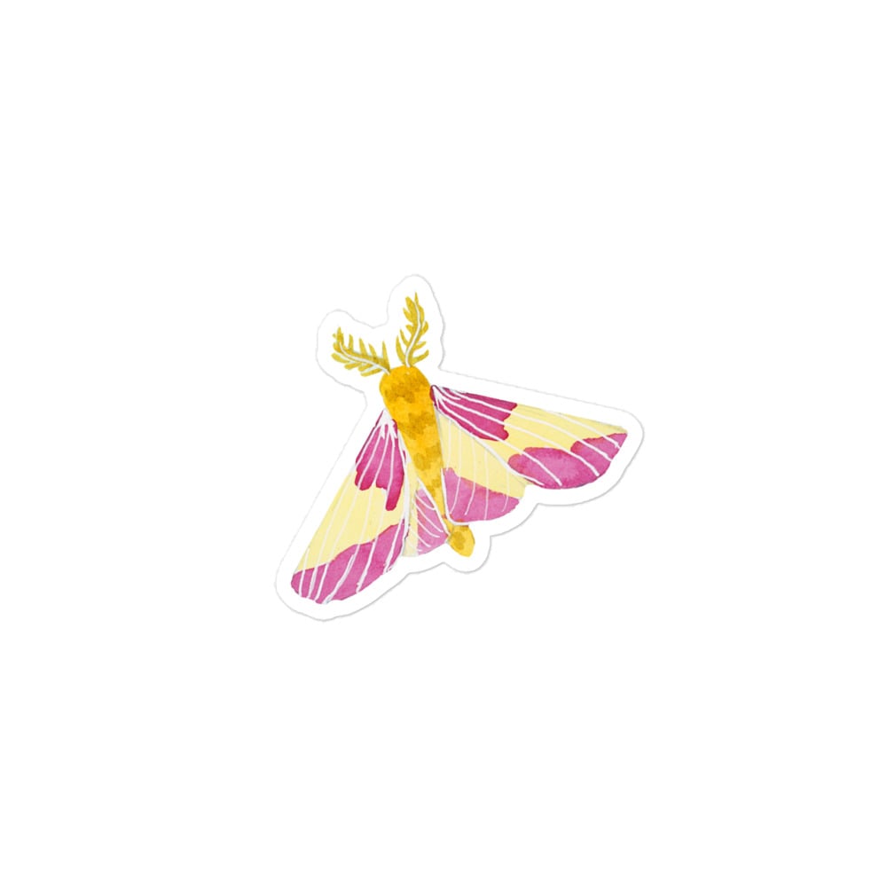 3"x3" Rosy Maple Moth Sticker