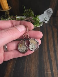 Image 1 of Ammonite Earrings #2