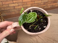 Image 3 of Watermelon Peperomia in Light Pink Heart Mug