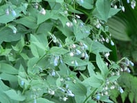 Bluebells : Mertensia platyphylla (subcordata)